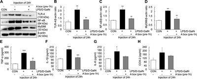 Inhibition of inflammatory liver injury by the HMGB1-A box through HMGB1/TLR-4/NF-κB signaling in an acute liver failure mouse model